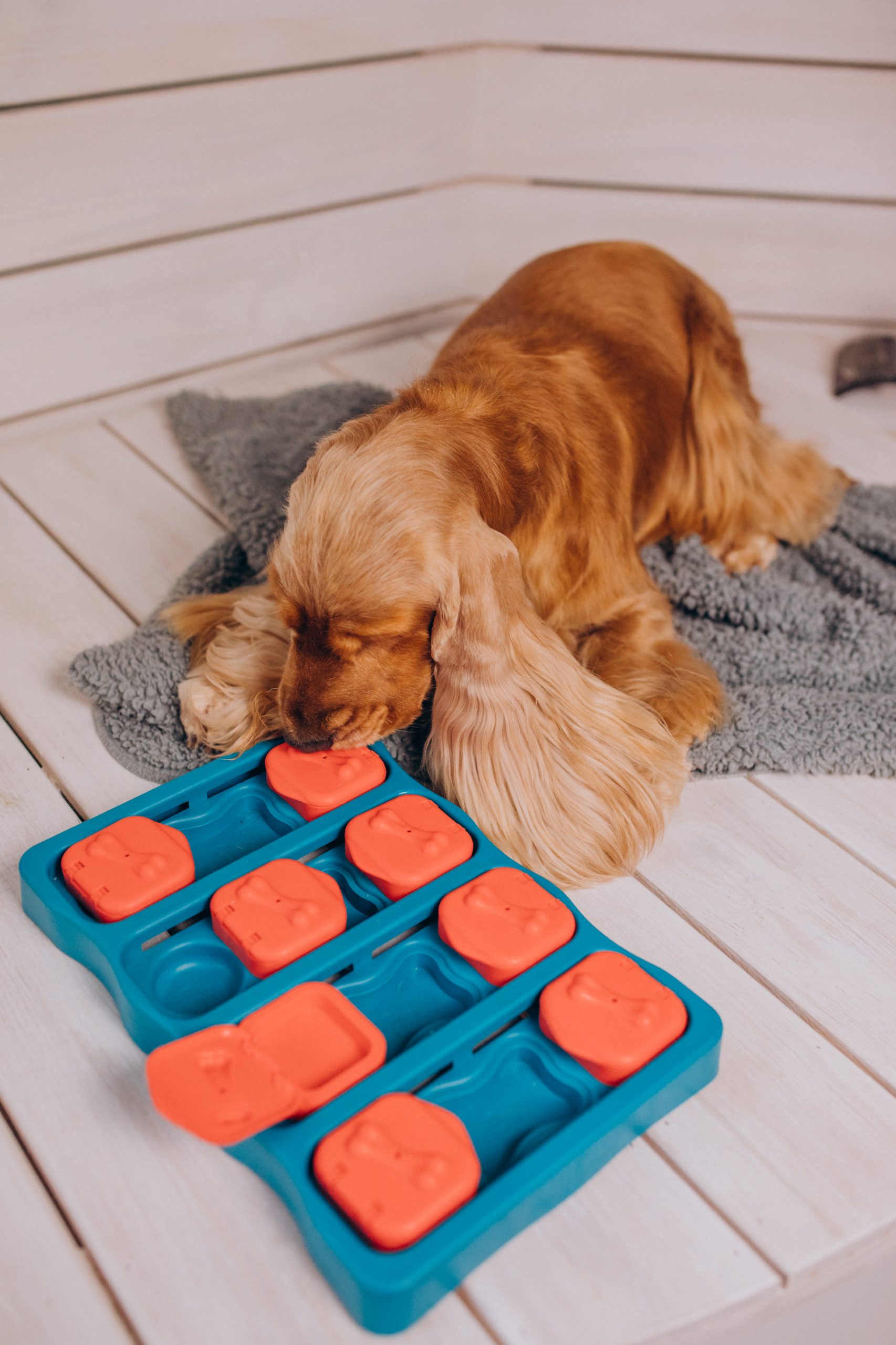Cocker spaniel plays games at home